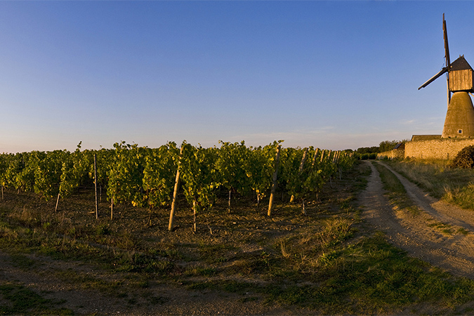 GR® de Pays Coteaux du Layon et de la Loire, boucle au départ de Thouarcé